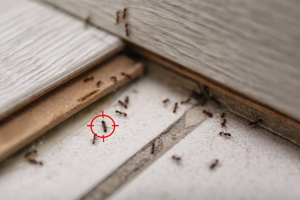 Best Commercial Pest Control Services  in Colville, WA
