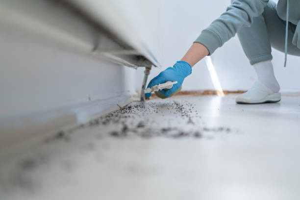 Best Wasp Removal Services  in Colville, WA